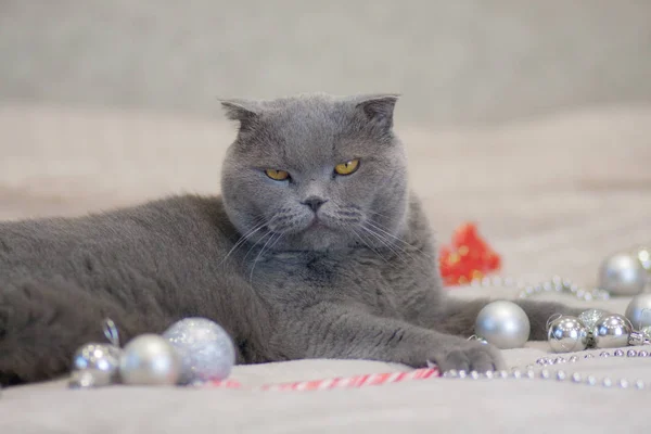 Concepto de Navidad gato, gato, gris, gato británico, hermoso, animales , — Foto de Stock