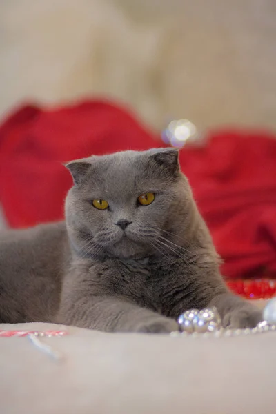 Conceito de Natal gato, Gato cinza, Gato britânico, bonito, animal — Fotografia de Stock