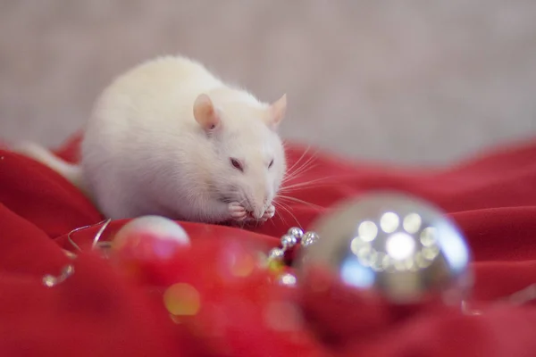 Christmas mouse concept, White mouse, white rat, New year