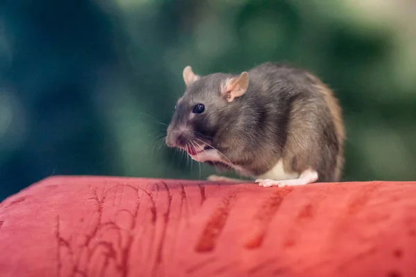 Concepto de ratón. concepto de rata animales gris mouse.gray rata —  Fotos de Stock