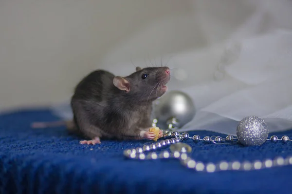 Navidad ratón concepto, Navidad rata concepto animales — Foto de Stock