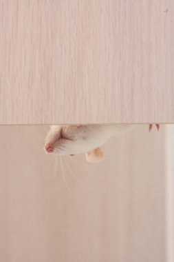 fare kavramı, sıçan kavramı, beyaz sıçan, güzel, kabarık, hayvanlar,