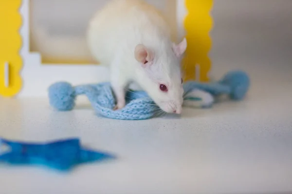 Concept playing mouse. Rat animals. Mouse gift. White rat.