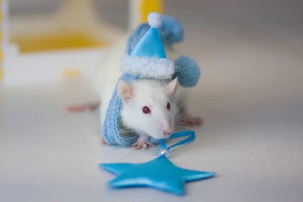 Concept playing mouse. Rat animals. Mouse gift. White rat.