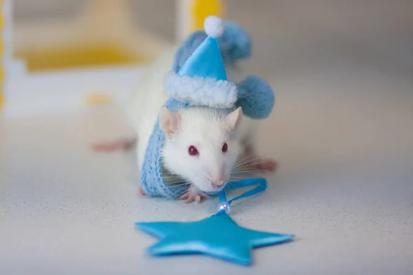 Концепція гри мишкою. Щурячі тварини. Подарунок миші. Білий пацюк . — стокове фото