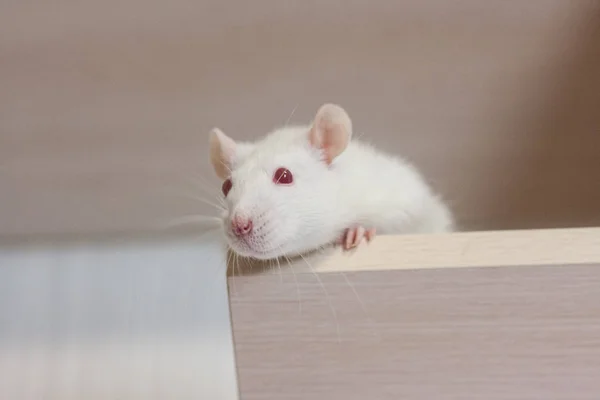 Mus koncept, råtta koncept, vit råtta, vacker, fluffigt, djur, — Stockfoto