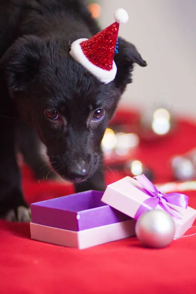 Weihnachtshundekonzept. Schwarzer Hund. Welpen. Neues Jahr — Stockfoto