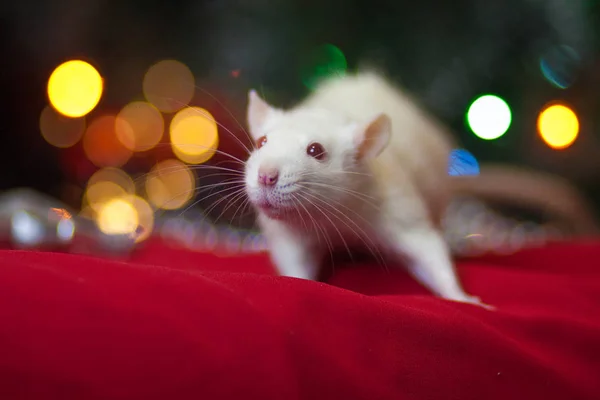 Christmas mouse concept, White mouse, white rat, New year,