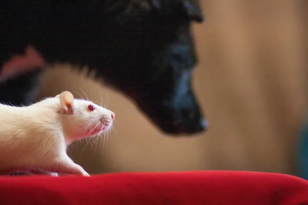Концепция собаки и крысы, Дружба животных, животное, Белая крыса , — стоковое фото