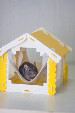 Güzel bir ev. Ziyarete gel. Komik Oyunlar. Sıçan ev.