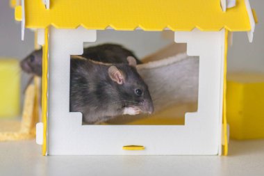 Aile ocağı konsepti. Aile yuvası. Güzel bir ev. Sıçan ev.