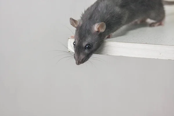 Graue Maus. Graue Ratte. Blick nach unten. Liebliche Tiere. schöne Bestie. — Stockfoto