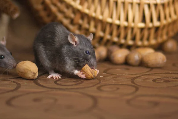 The concept of a mouse thief. Gray mouse. Gray rat. Steal. — Stock Photo, Image