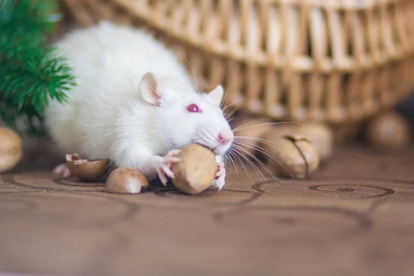 Het concept van een muis dief. Witte muis. Witte rat. Rat dief. — Stockfoto