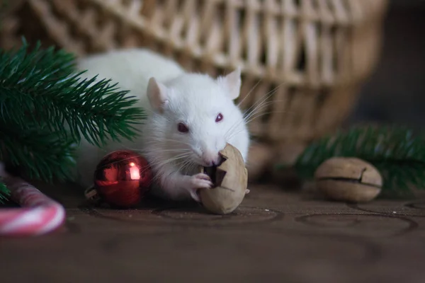 El concepto de ladrón de ratones. Ratón blanco. Rata blanca. Ladrón de ratas . — Foto de Stock