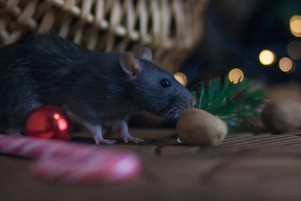 El concepto de ladrón de ratones. Ratón gris. Rata gris. Ladrón de ratas . — Foto de Stock
