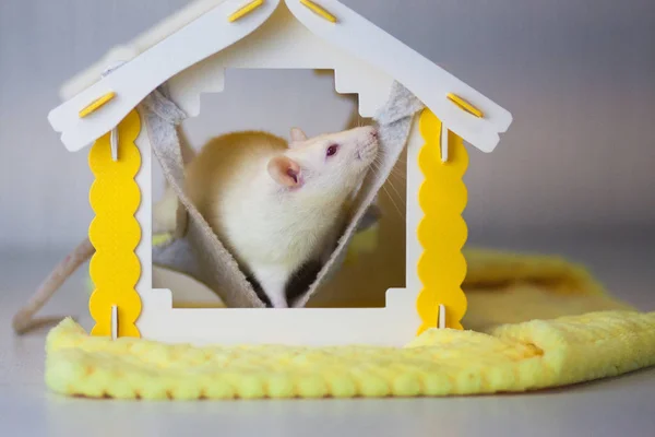 Otwór szczura. Otwór na mysz. Biały szczur. Biała mysz. Mysz dom. — Zdjęcie stockowe