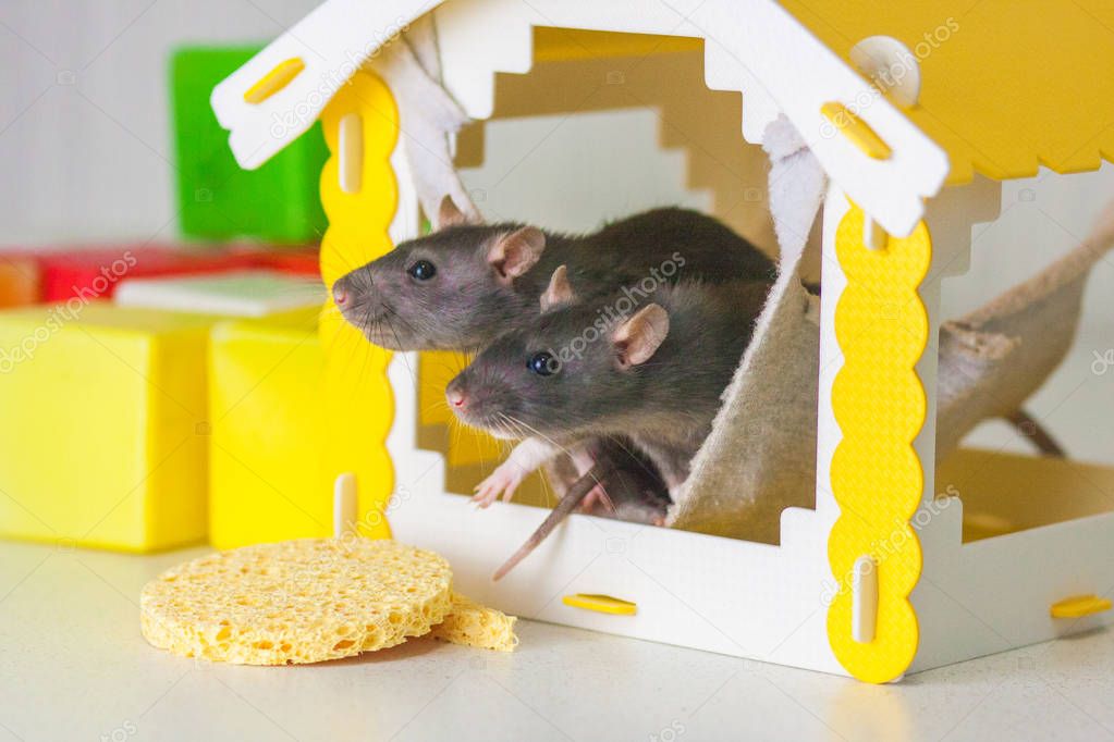 Family hearth concept. Family nest. Beautiful home. Rat home.