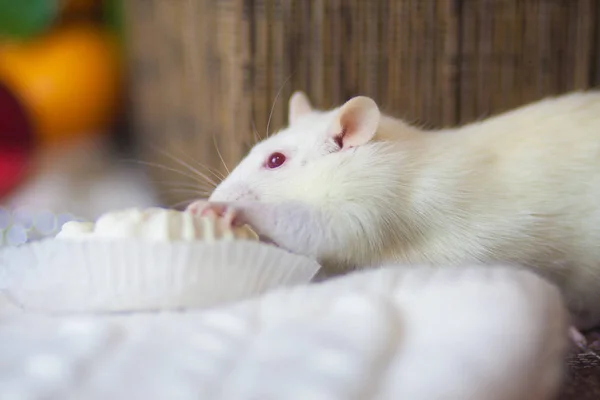 The mouse is eating. The rat tastes the food. White mouse. — Stock Photo, Image