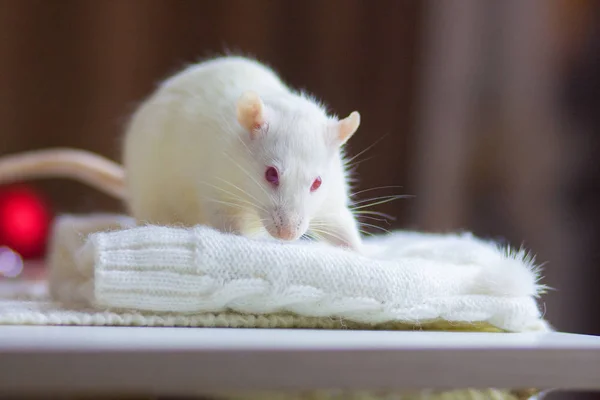 Le concept de confort à domicile. Des vêtements blancs comme neige. Rat blanc . — Photo