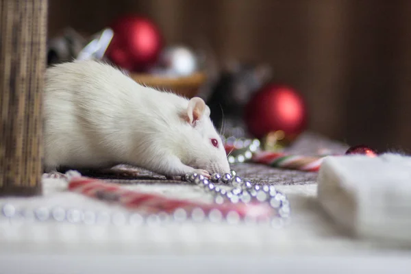 Christmas mouse. Rat with decorations. White mouse.