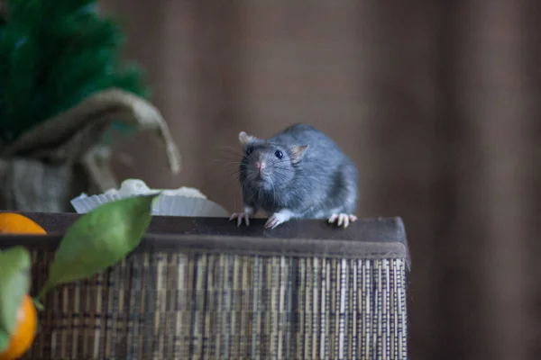 Rato cinzento. Bonito rato. Que animal giro. Animais domésticos . — Fotografia de Stock