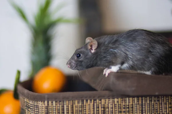Almacén de frutas. Ratón gris. Rata gris Ratón gris roba comida . — Foto de Stock
