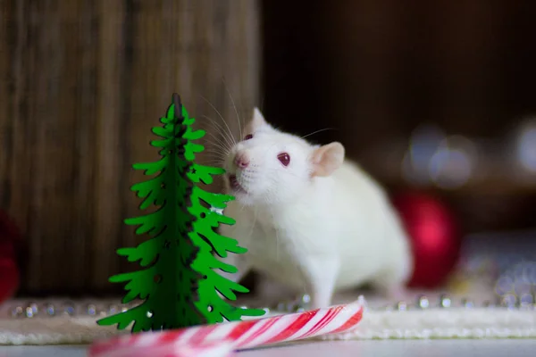 Souris du Nouvel An. Souris blanche. Un rat blanc. Souris avec un arbre de Noël . — Photo