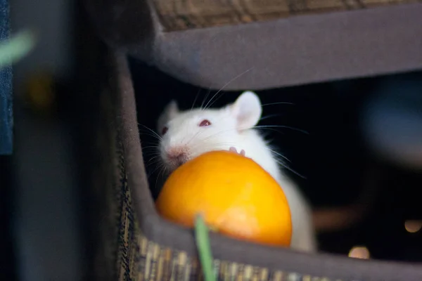 Souris et fruits. Rat et nourriture. Souris blanche. rat léger . — Photo