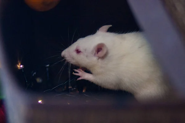Maus knabbert an der Girlande. Weiße Ratte. Lichtmaus. — Stockfoto