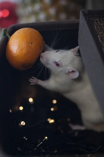 Год крысы. Рождественская мышь Белая крыса. Мышь грызет гирлянду. Белая крыса. Легкая мышка мышь. Крыса в — стоковое фото