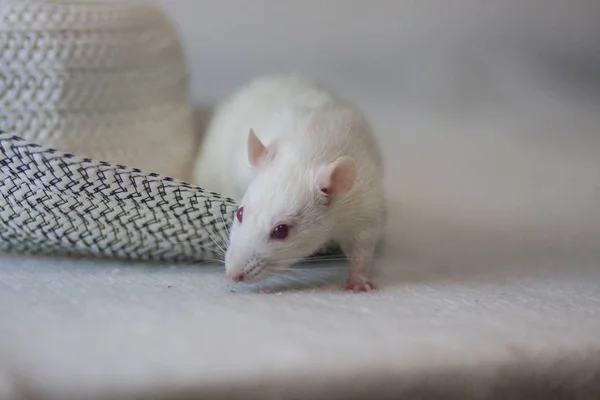 Witte muis en hoed. Lichte rat in een hoofdtooi van de — Stockfoto