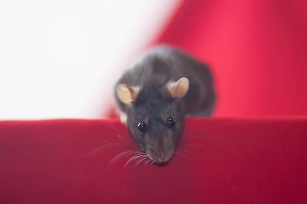 The concept of a mouse eye. The gray rat is looking. Piercing — Stock Photo, Image