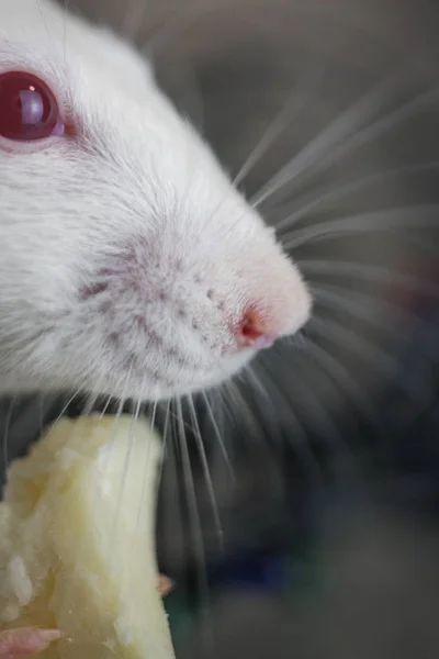 Museau d'un rat blanc de profil. La souris est impatiente . — Photo