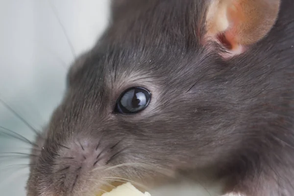 O conceito é um olho afiado. Rato cinzento parece reto. Perfuração do rato — Fotografia de Stock