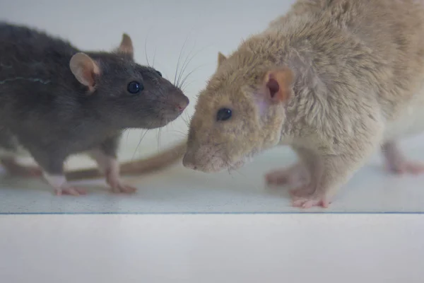 Le concept de communication. Les rats se tiennent l'un face à l'autre . — Photo