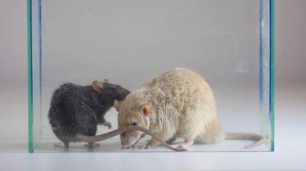 Två råttor i terrariet. Möss bakom glaset. Djur sniffa — Stockfoto