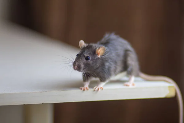 Rata gris sentada en la mesa. Ratón cerca. Mascotas —  Fotos de Stock