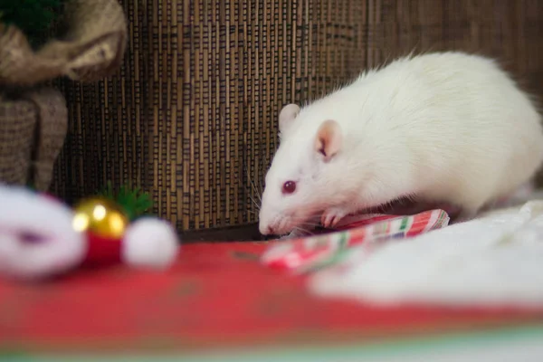 Witte muis op tafel. Witte rat eet snoep. Decoratieve rat. — Stockfoto