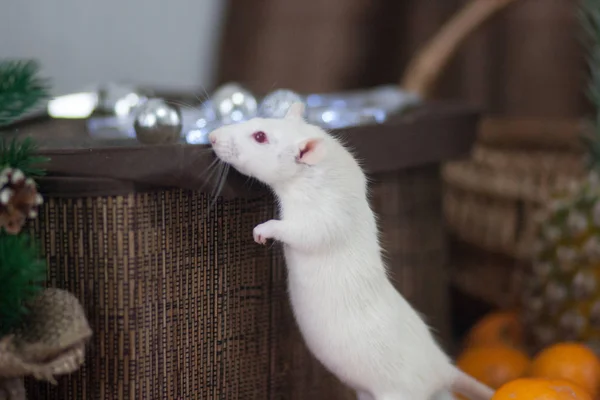Поняття цікавості. Біла миша дивиться. Білий пацюк . — стокове фото