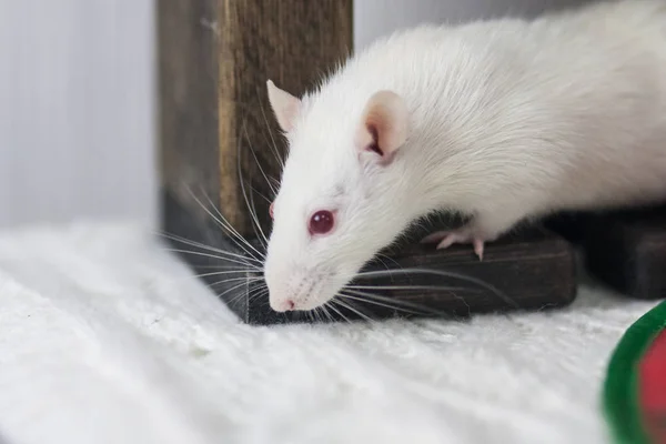 Vit mus under bordet. Vit råtta. Dekorativa djur. — Stockfoto