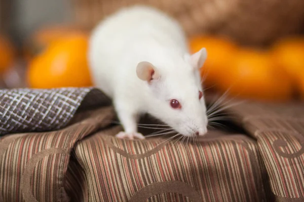 Souris blanche sur la table du Nouvel An. Le rat du Nouvel An. Rat blanc . — Photo