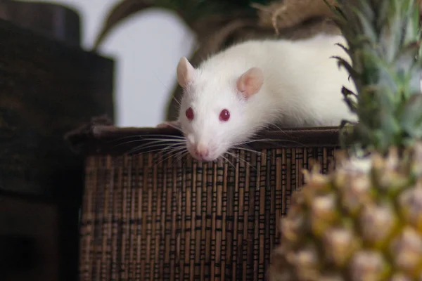 Ratón blanco. Rata blanca. El ratón huyó. Rata en la caja . — Foto de Stock