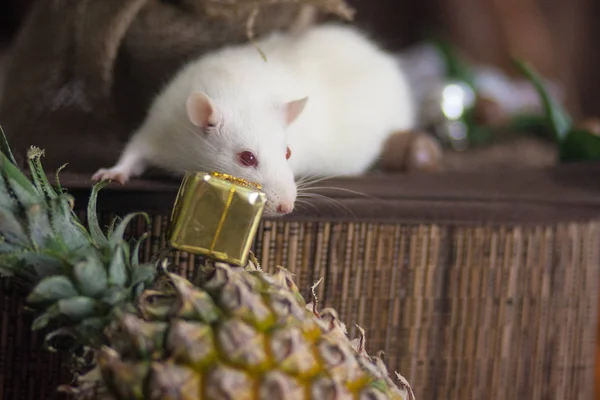 Gift Mouse White rat. White mouse. Decorative animals.