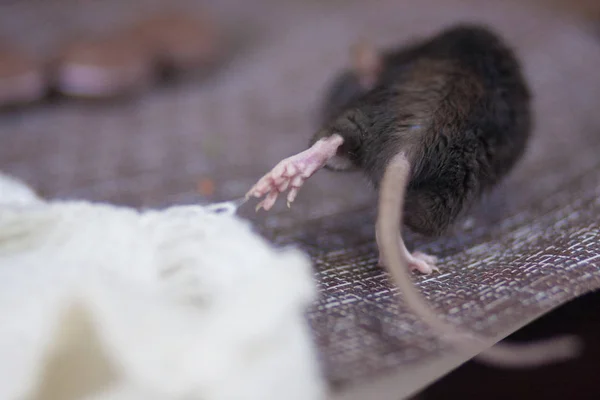 Grå mus. Dark Rat. Mus stjäl. råttan rinner iväg. Råtta röv. — Stockfoto
