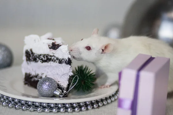New Year\'s cake . Year of the rat. White mouse eats cake.