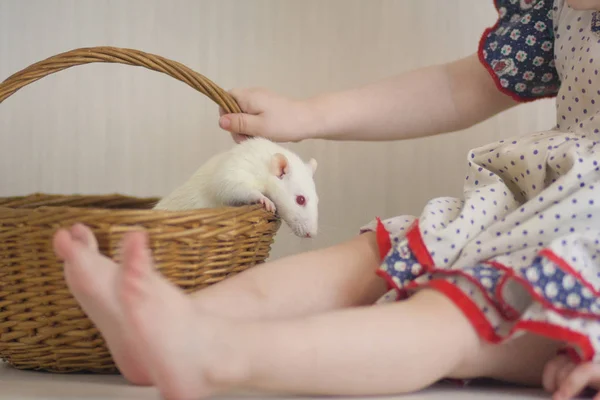 Rat blanc dans un panier et un petit enfant . — Photo