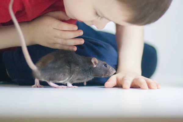 Un petit garçon joue avec un rat gris. Amitié homme et animal . — Photo