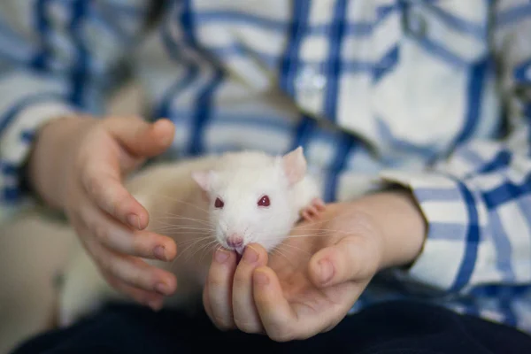 Un rat blanc est assis dans les bras. Un petit garçon joue avec la souris . — Photo