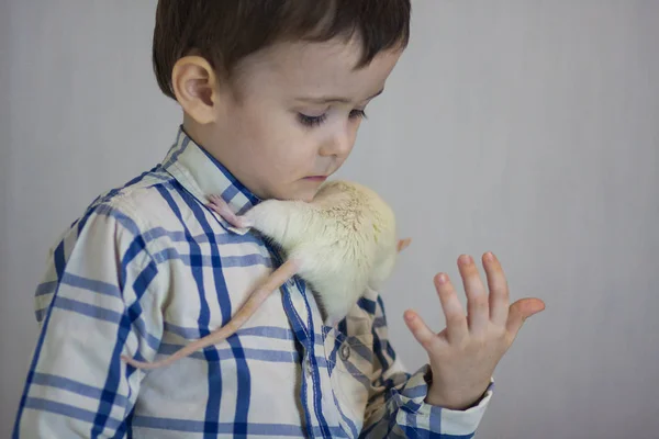 Un petit garçon joue avec un rat blanc. La souris rampant sur le bébé . — Photo